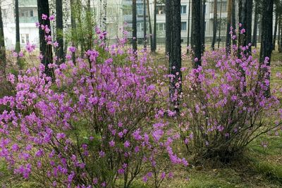 Богатство саянских лесных массивов - багульник
