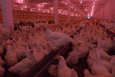 ОАО "Саянский бройлер"