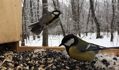 12 ноября - Синичкин день