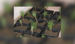 "Кедры России" прижились в Саянске