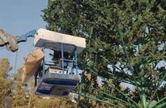 Новый год спешит к саянцам