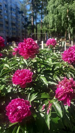 Саянск становится краше