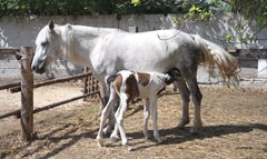 Знакомьтесь - это Мираж