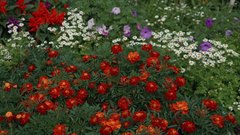 Цветочное царство