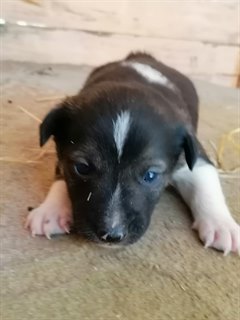 Поможем бездомным животным вместе