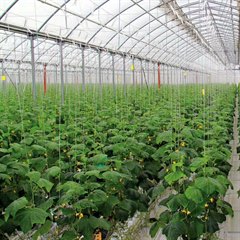 Нужно ли платить за «вход»?