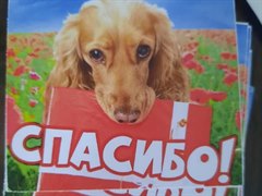 Миска добра для пушистых друзей