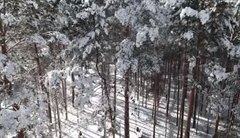 С первым днём зимы вас, саянцы!