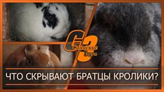 Что скрывают братцы кролики?