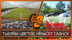 Тысячи цветов украсят Саянск