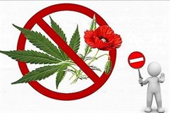 Своевременно принимайте меры по уничтожению наркосодержащих растений (конопли, мака) на ваших участках!