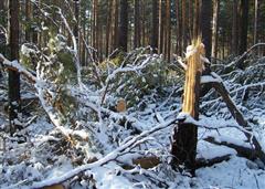 Специалисты администрации зафиксировали очередную незаконную вырубку