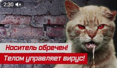 Не контактируйте, не подкармливайте диких и бездомных животных!