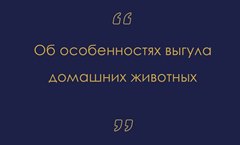 Об особенностях выгула домашних животных