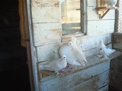 Конному дворику - год