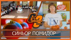 Синьор Помидор