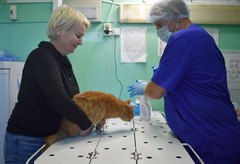 С 1 сентября в Иркутской области стартует бесплатная стерилизация домашних собак