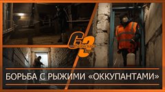 Борьба с рыжими "оккупантами"