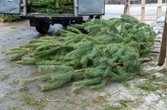 На территории Иркутской области законный способ получить новогоднюю елку – это купить ее на специализированном рынке