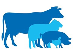 Памятка для населения по убою сельскохозяйственных животных