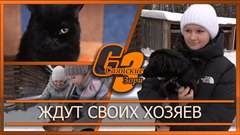 Пушистики ждут своих хозяев