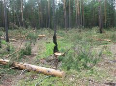Вблизи городской черты обнаружена незаконная вырубка леса