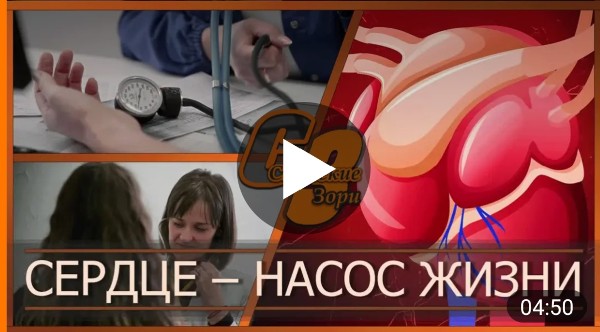 СЕРДЦЕ - НАСОС ЖИЗНИ