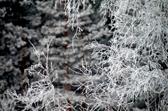 «Морозные» ограничения