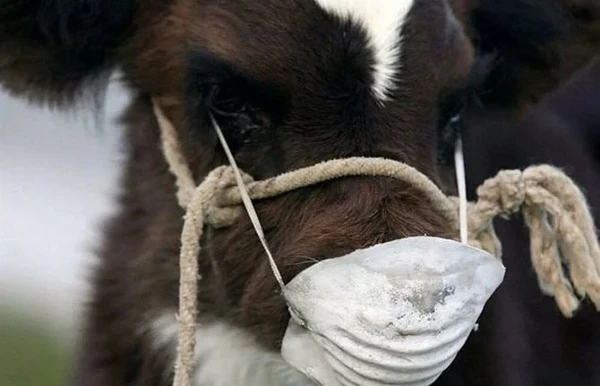 Объявлен режим повышенной готовности из-за биологической опасности