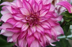 Конкурс для садоводов и огородников