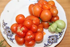 Вот так синьор помидор!