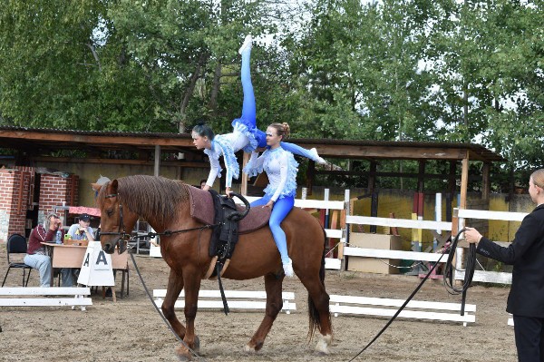Соревнования по вольтижировке