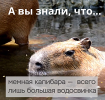 КиберГайд. Капибара, дорадо, сырники